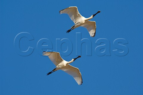 Pair of Royal Spoonbills in flight Diamantina River Birdsville Queensland Australia