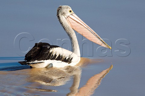 Australian Pelican Diamantina River Birdsville Queensland Australia