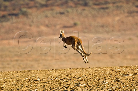 Red Kangaroo hopping Sturt National Park New South Wales Australia