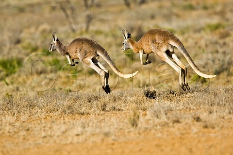 Red Kangaroos hopping Sturt National Park New South Wales Australia