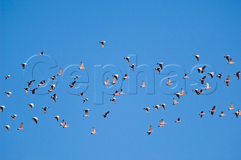 Flock of Galahs Australia