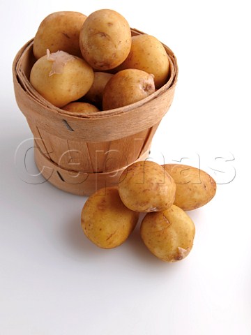 Jersey potatoes in tub on a white background
