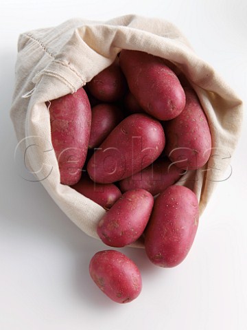 Roseval potatoes in sack on a white background