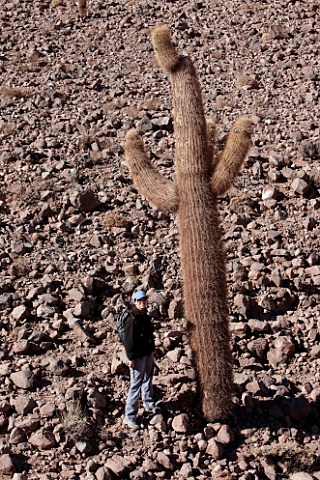 Tourist standing next to a fivemetre high Cardon cactus in the Atacama Desert Chile