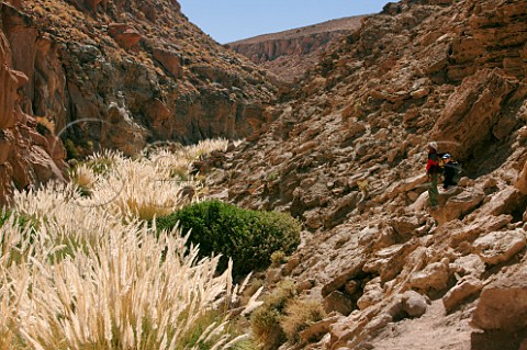 Tourists in valley with Foxtail Grass Near Puritama in the Atacama Desert Chile