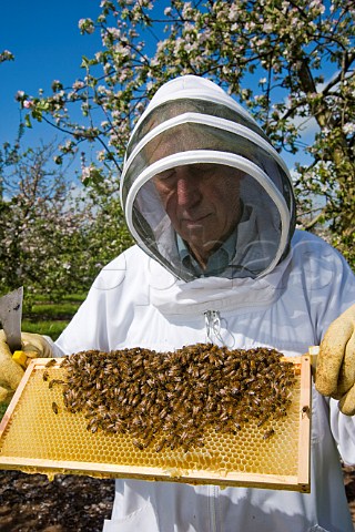 Beekeeper checking his honey bees in a cider apple orchard Sandford  North Somerset England
