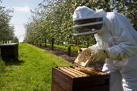 Beekeeper checking his honey bees and beehives in a cider apple orchard Sandford  North Somerset England