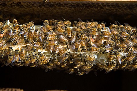 Honey bees in a beehive Sandford  North Somerset England
