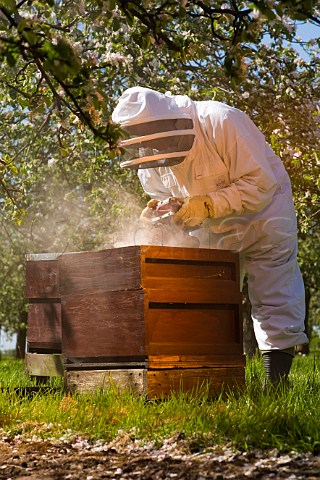 Beekeeper with a smoker checking his Honey Bees and Beehives in a Cider Apple Orchard Sandford  North Somerset England