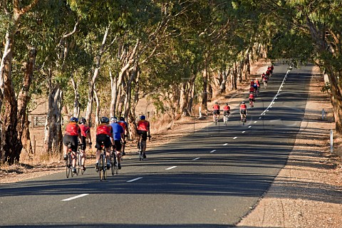 Group of cyclists on the eucalyptus lined Mengler Hill Road    Tanunda South Australia  Barossa Valley