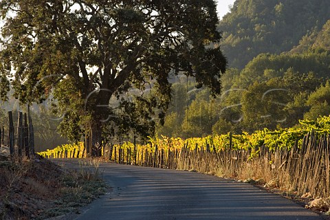 Henry Road passing through vineyard of V Sattui formerly Henry Ranch in the Carneros district   Napa California  Carneros