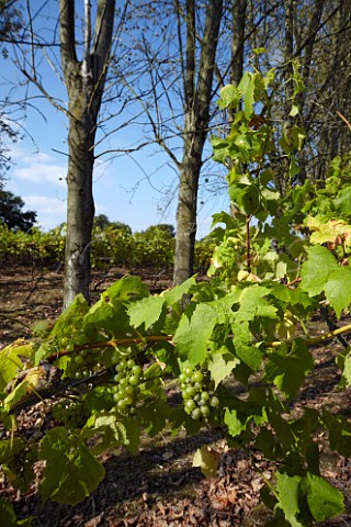 MllerThurgau grapes in vineyard of Carr Taylor with windbreak of Lombardy Poplars  Westfield near Hastings Sussex England