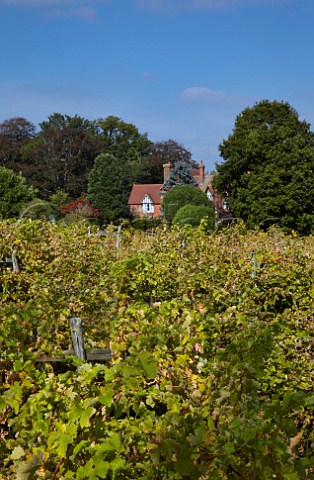 Reichensteiner vineyard and Yew Tree Farm house of Carr Taylor  Westfield near Hastings Sussex England