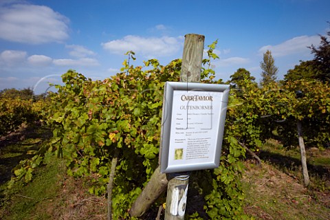 Information board on strainer post in Gutenborner vineyard of Carr Taylor  Westfield near Hastings Sussex England