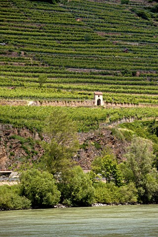 Ried Achleiten vineyard viewed from across the River Danube at Weissenkirchen Niedersterreich Austria  Wachau