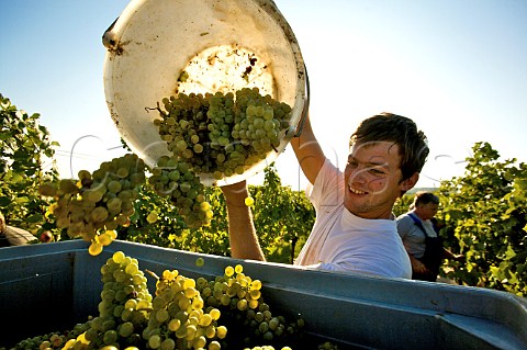 Harvesting Grner Veltliner grapes in Gabrissen Vineyard for Weingut Christ Bisamberg Stammersdorf Vienna Austria