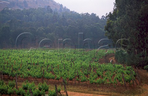 Vineyard of Clos Malaza in forest clearing  Near Fianarantsoa Madagascar