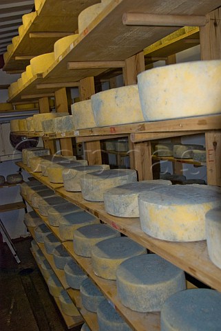 Little Hereford cheeses maturing on shelves at Monkland Cheese Dairy   near Leominster Herefordshire England