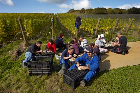 Grape pickers having lunch in Findon Park Vineyard of Wiston Estate on the South Downs near Worthing Sussex England