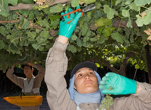 Harvesting Viognier grapes in Parral trained vineyard of Familia Zuccardi Mendoza Argentina