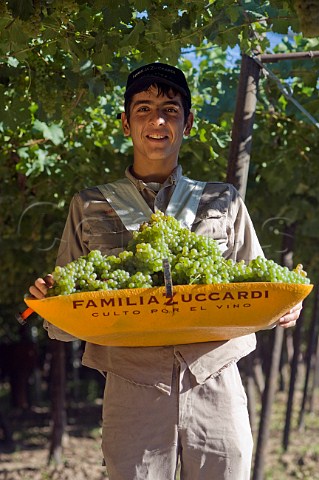 Picker with basket of Viognier grapes in Parral trained vineyard of Familia Zuccardi Mendoza Argentina