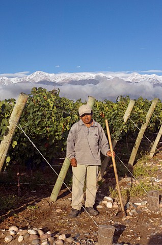 Worker in Cabernet Sauvignon vineyard of Salentein with the snowcapped Andes mountains in distance Tunuyan Mendoza Argentina  Uco Valley