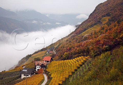 Pergola trained vineyards of the Cantina Terlano cooperative above the cloud filled Adige Valley at an altitude of around 500 metres   Terlano Alto Adige Italy  Alto Adige  Sdtirol
