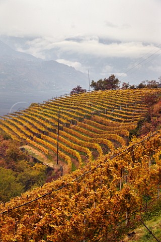 Vineyards of the Cantina Terlano cooperative above the cloud filled Adige Valley at an altitude of around 450 metres   Terlano Alto Adige Italy  Alto Adige  Sdtirol