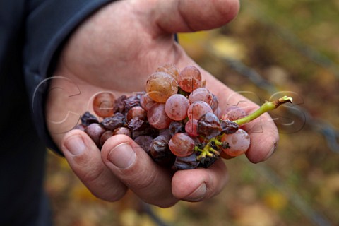 Late harvest Gewrztraminer grapes in vineyard of J Hofsttter at Termeno   Alto Adige Italy    Alto Adige  Sdtirol