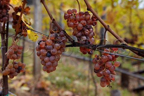Late harvest Gewrztraminer grapes in vineyard of J Hofsttter  Termeno Alto Adige Italy    Alto Adige  Sdtirol