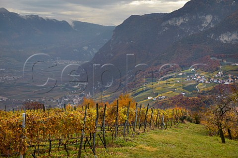 MullerThurgau vineyard of the Cantina Cortaccia cooperative high above the Adige Valley at an altitude of 900 metres  Cortaccia Alto Adige Italy  Alto Adige  Sdtirol