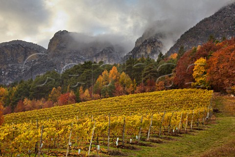 MullerThurgau vineyard of the Cantina Cortaccia cooperative high above the Adige Valley at an altitude of 900 metres  Cortaccia Alto Adige Italy  Alto Adige  Sdtirol