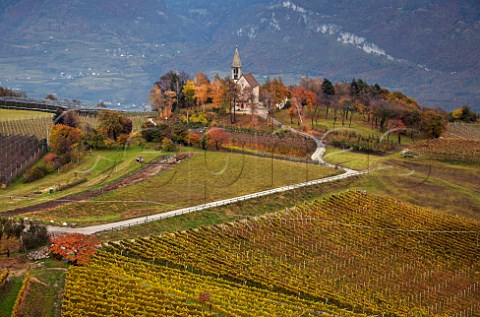 MullerThurgau vineyard of the Cantina Cortaccia cooperative by St Georg church at Graun high above the Adige Valley at an altitude of around 800 metres  Cortaccia Alto Adige Italy    Alto Adige  Sdtirol