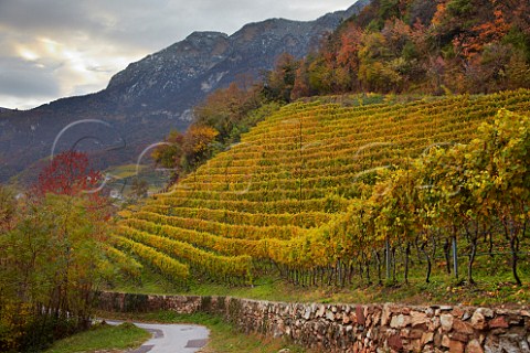 Sauvignon Blanc vineyard of the Cantina Cortaccia cooperative high above the Adige Valley at an altitude of around 600 metres  Cortaccia Alto Adige Italy  Alto Adige  Sdtirol