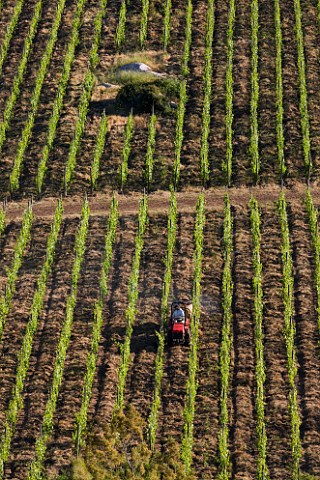 Spraying sulphur on Merlot vines in Clos Apalta vineyard of Lapostolle   Colchagua Valley Chile