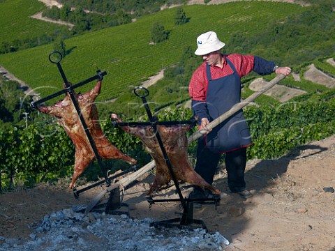 Spit roasting two lambs in vineyards of Vina Ventisquero at Apalta Colchagua Valley Chile