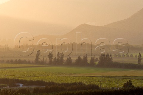 Via von Siebenthal vineyard Panquehue Chile  Aconcagua Valley
