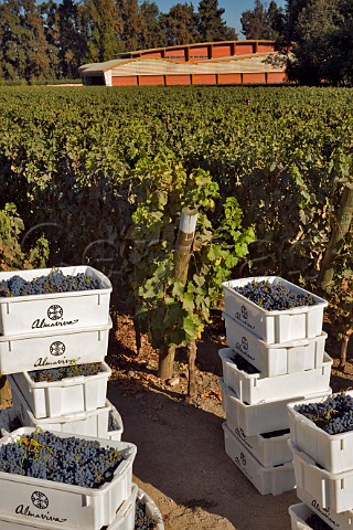 Boxes of harvested Cabernet Sauvignon grapes in vineyard at Almaviva a joint venture between Concha y Toro and Philippine de Rothschild Puente Alto Maipo Valley Chile  Maipo Valley