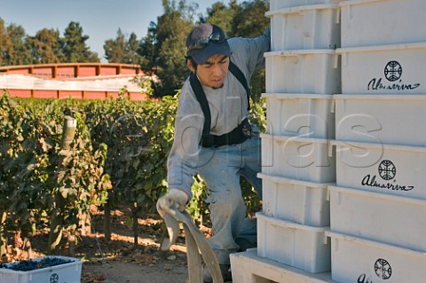 Vineyard worker stacking boxes of Cabernet Sauvignon grapes during harvest at Almaviva Puente Alto Maipo Valley Chile  Maipo Valley
