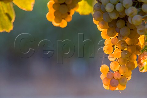 Evening light on Riesling grapes in vineyard of Cousio Macul Santiago Maipo Valley Chile  Maipo Valley