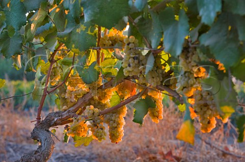 Evening light on Riesling grapes in vineyard of Cousio Macul Santiago Maipo Valley Chile  Maipo Valley