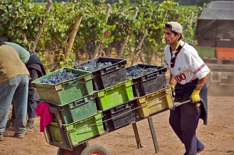 Harvesting grapes in vineyard of Haras de Pirque Pirque Maipo Valley Chile  Maipo Valley