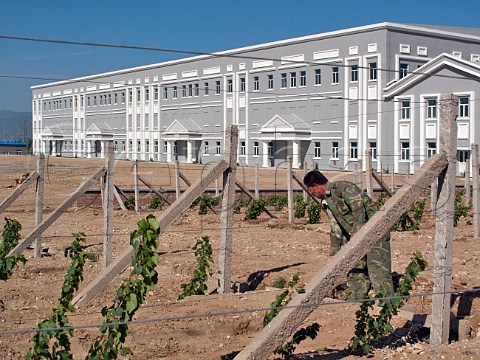 Worker in new vineyard at Dragon Seal Winery a wholly stateowned enterprise under the control of Beijing First Light Industry Corporation   Huailai County Hebei Province China