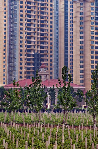 Apartment buildings next to vineyard of Chateau ChangyuCastel  a joint venture winery between Changyu and Castel of France   Yantai Shandong Province China