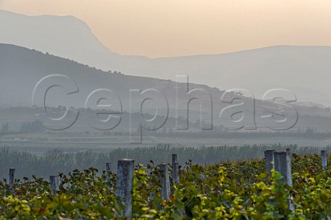 Vineyard of Dynasty winery near Jixian Tianjin province China