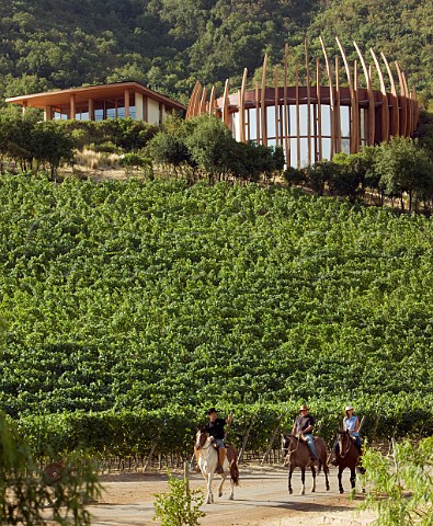 Guide and tourists on horseback in Clos Apalta vineyard of Lapostolle   Colchagua Valley Chile