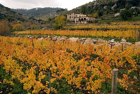 Autumnal vineyard at Saint Jean Monastery on Mount Lebanon Lebanon