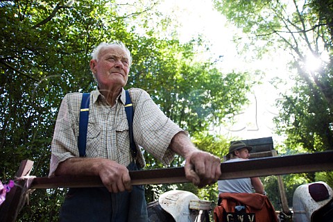 Cider maker Frank Naish aged 85 in apple orchard at harvest time Glastonbury Somerset England