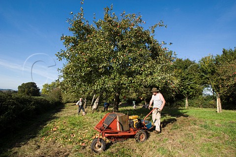 Harvest time in cider apple orchard of Frank Naish  Glastonbury Somerset England
