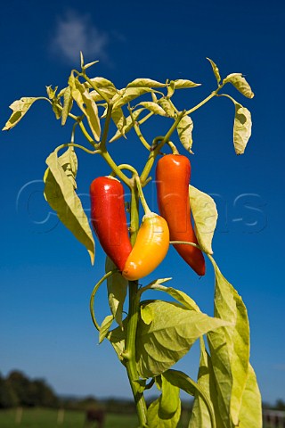 Ripe Chillies being grown in South Gloucestershire England